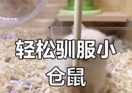 我的世界怎么玩到仓鼠？仓鼠的获取和驯服方法是什么？