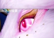 《探索未知世界，堆叠大陆兔子的奇幻冒险》（寻宝探险乐趣尽在游戏中）