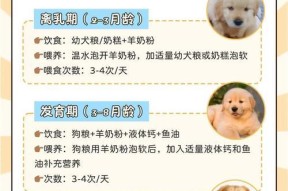 龙之谷宠物的喂养方法是什么？如何确保宠物健康成长？