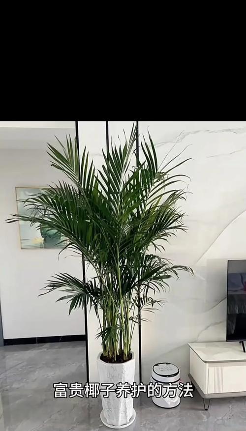我的世界中椰子树种植方法是什么？  第3张
