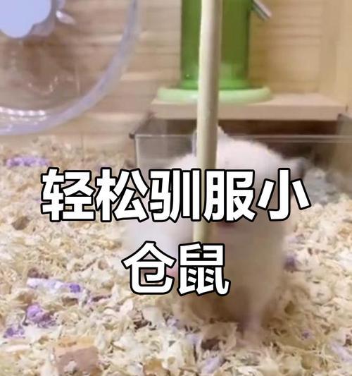 我的世界怎么玩到仓鼠？仓鼠的获取和驯服方法是什么？  第1张