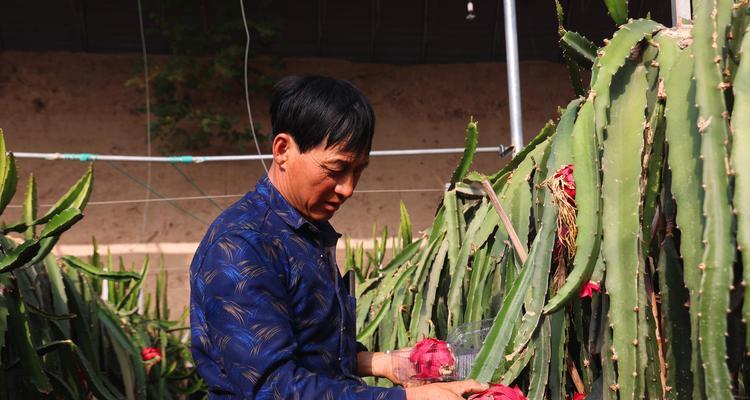 老农种树游戏攻略（以老农种树游戏为背景）  第2张