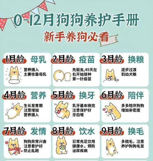 龙之谷宠物的喂养方法是什么？如何确保宠物健康成长？  第3张