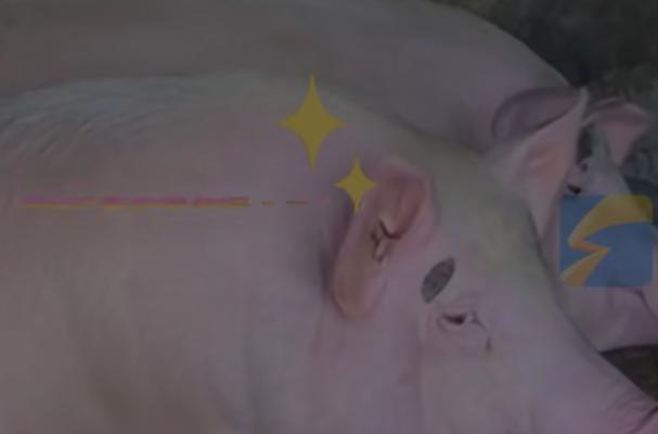 小猪与P先生的游戏冒险（一个奇幻世界的探索与合作）  第1张